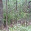 Endangered Woodland of Cumberland Plain, Western Sydney 